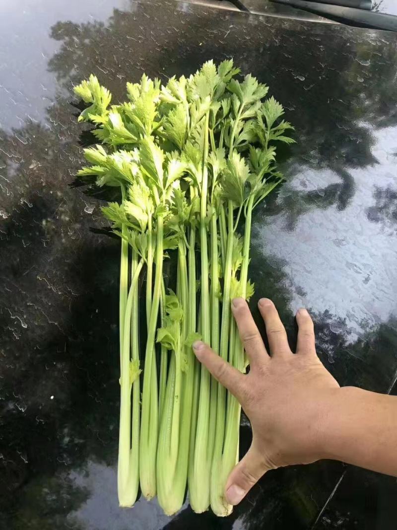 精品芹菜，产地直发，诚信代办，物美价廉。