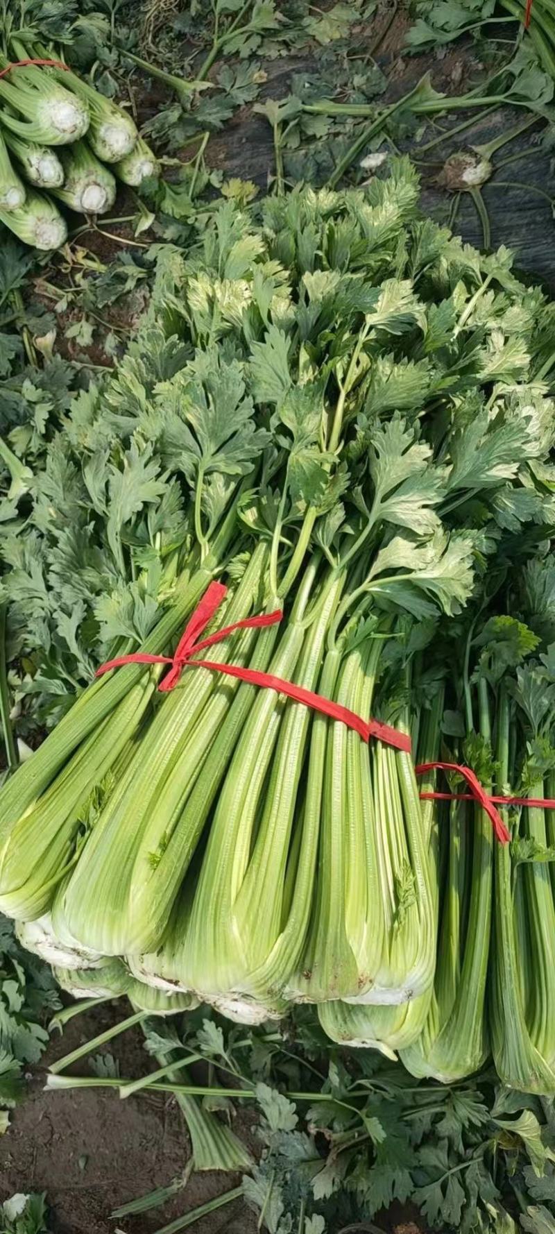 精品芹菜，产地直发，诚信代办，物美价廉。