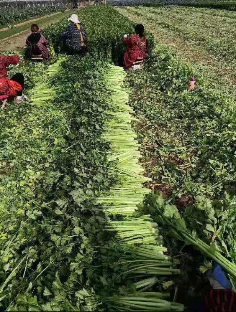 精品芹菜，产地直发，诚信代办，物美价廉。