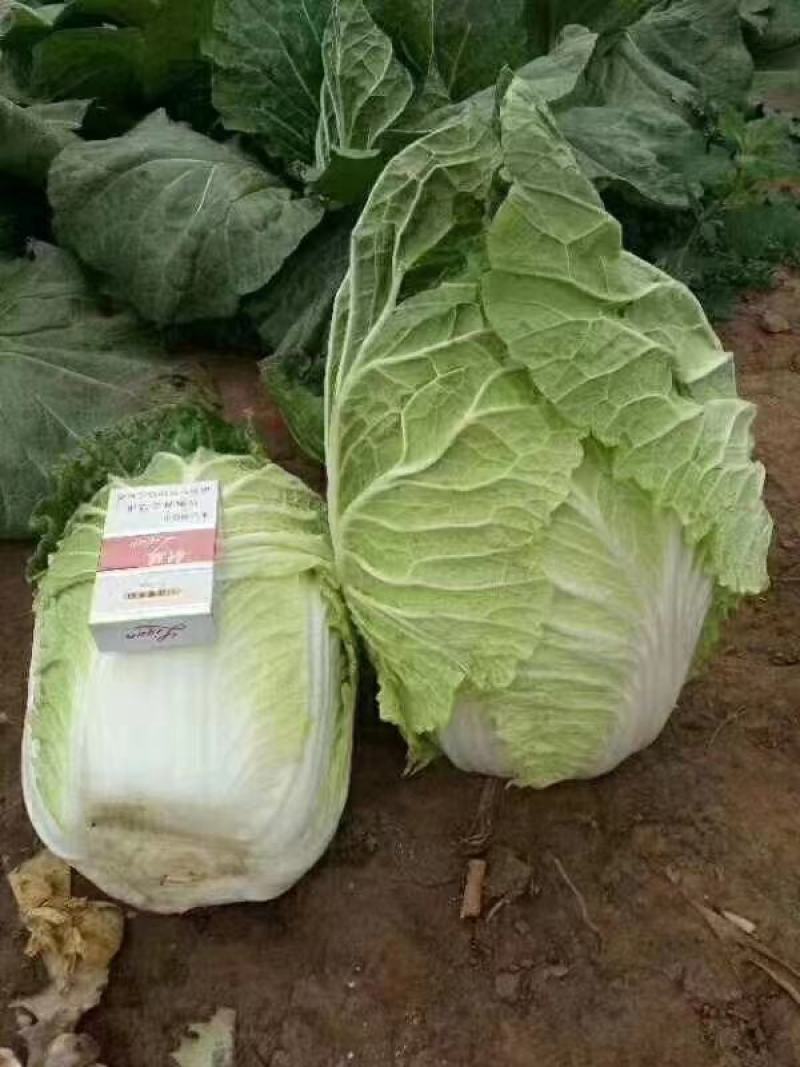 精品玲珑黄，产地直发，诚信代办，物美价廉。