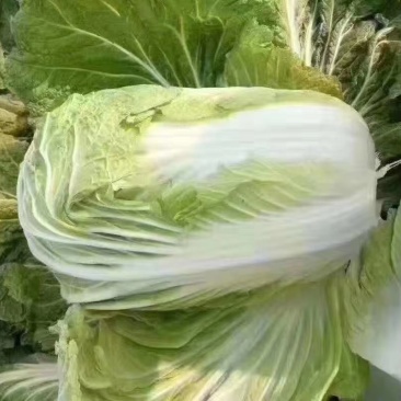 精品玲珑黄，产地直发，诚信代办，物美价廉。