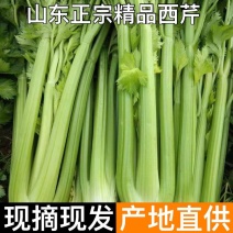 芹菜杭州西芹优质中棵菜，可根据客户需求加工做工精细