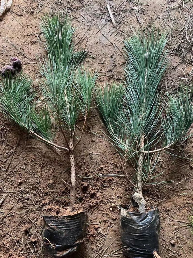 黑松树苗黑松苗日本黑松小苗庭院绿植盆栽盆景造型素材苗圃