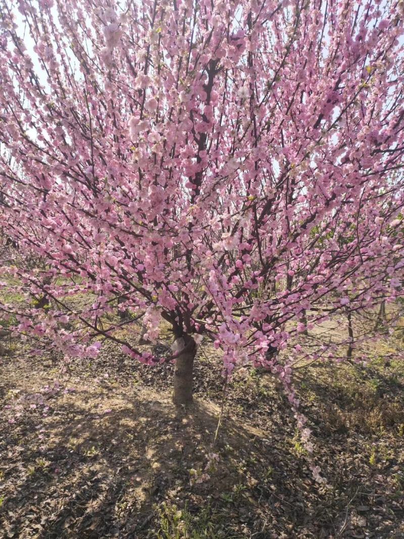 樱花基地大量供应中，江苏宿迁沭阳县基地直销无中间商