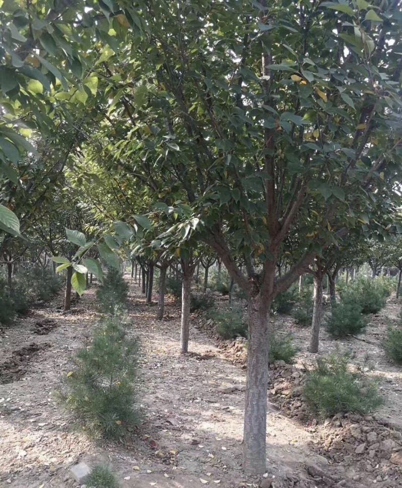 樱花基地大量供应中，江苏宿迁沭阳县基地直销无中间商