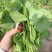 豌豆苗豌豆尖营养价值丰富多样含有人体必需氨基酸