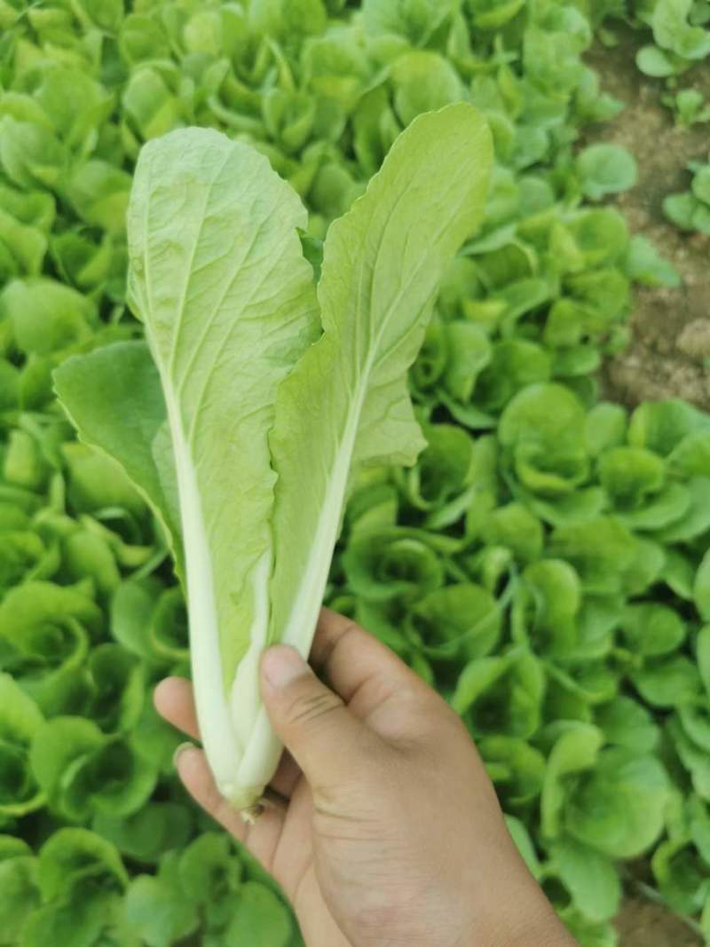 山东曹县奶白菜，产地直销质量保障，中颗，小颗欢迎订购