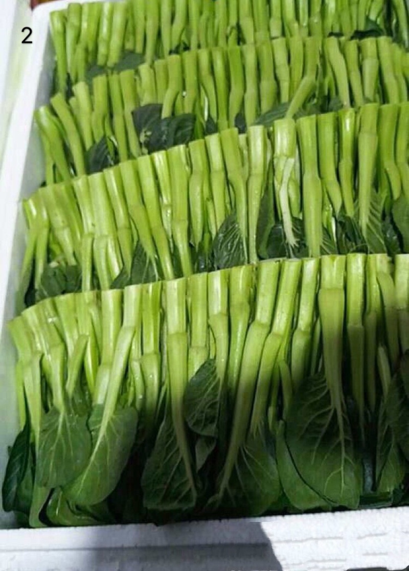 菜苔
