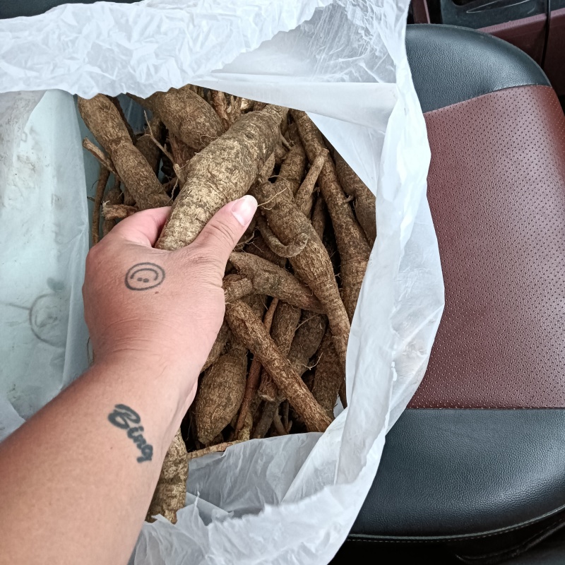 广东纯野生牛大力