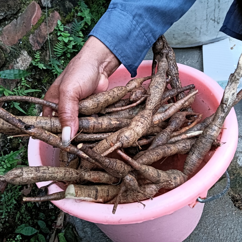 广东纯野生牛大力