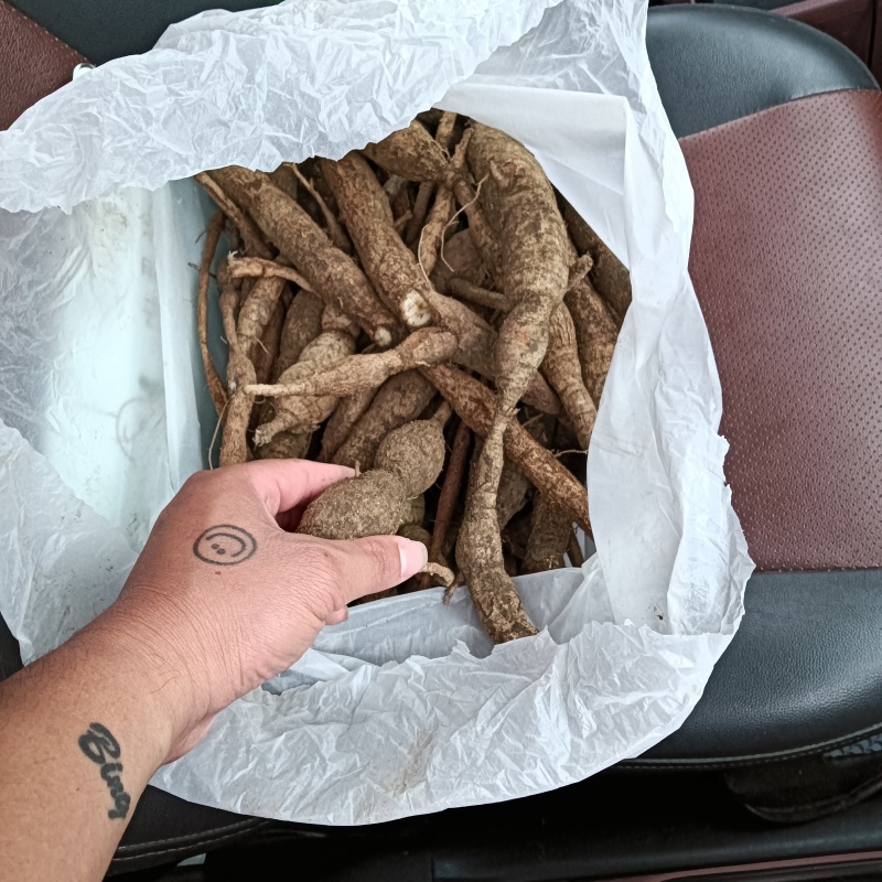广东纯野生牛大力