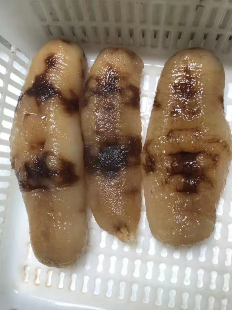 黄肉参，冰鲜黄肉参批发，红参，木瓜参等三沙海参供应商家