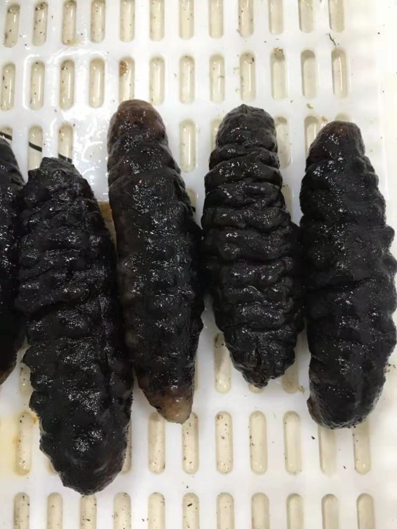 黄肉参，冰鲜黄肉参批发，红参，木瓜参等三沙海参供应商家