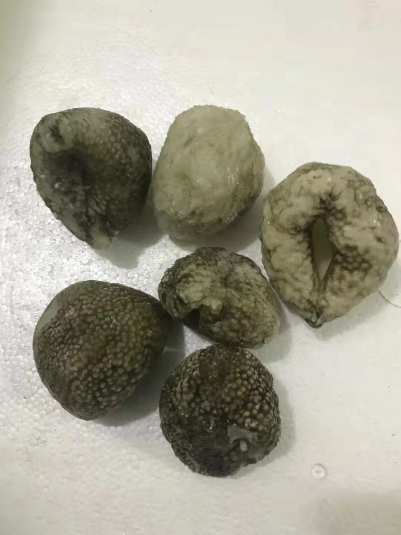 黄肉参，冰鲜黄肉参批发，红参，木瓜参等三沙海参供应商家