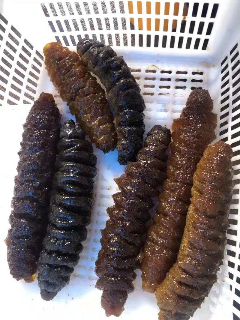 黄肉参，冰鲜黄肉参批发，红参，木瓜参等三沙海参供应商家
