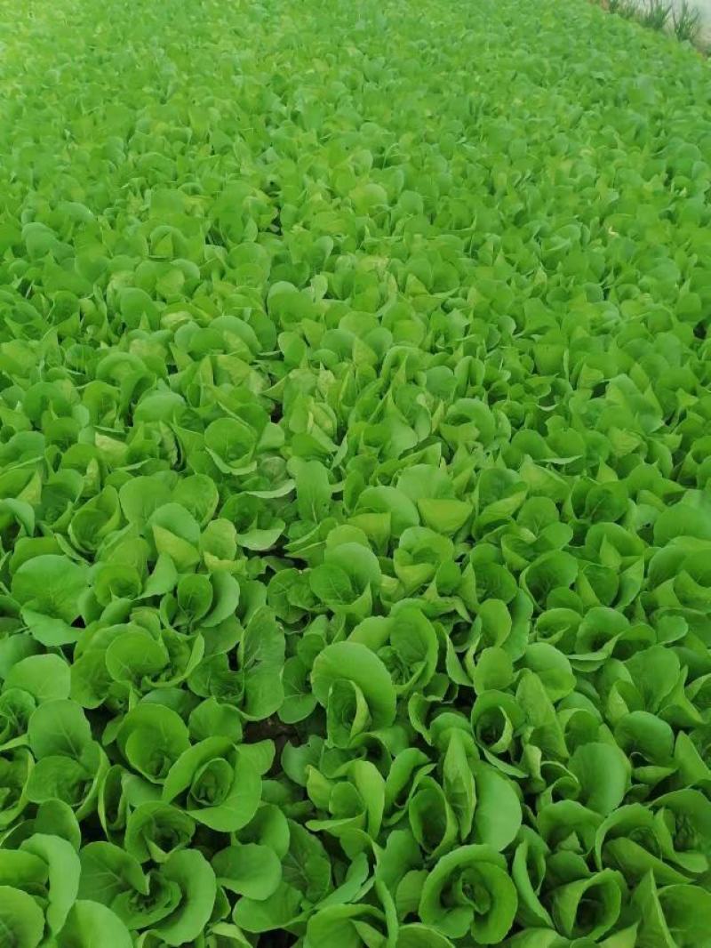 山东曹县奶白菜，产地直销质量保障，中颗，小颗欢迎订购