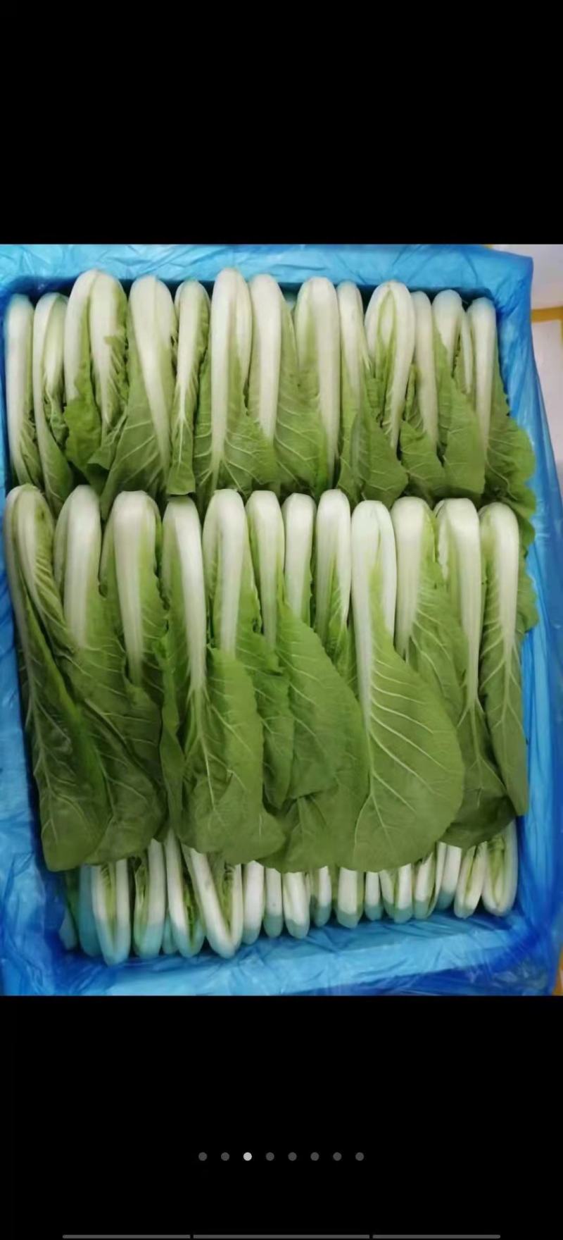 山东曹县奶白菜，产地直销质量保障，中颗，小颗欢迎订购