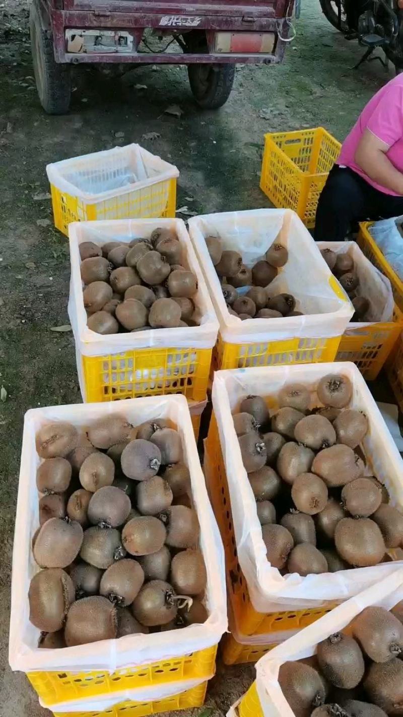 【精选】海沃德猕猴桃大量供应产地直发保质保量欢迎致电
