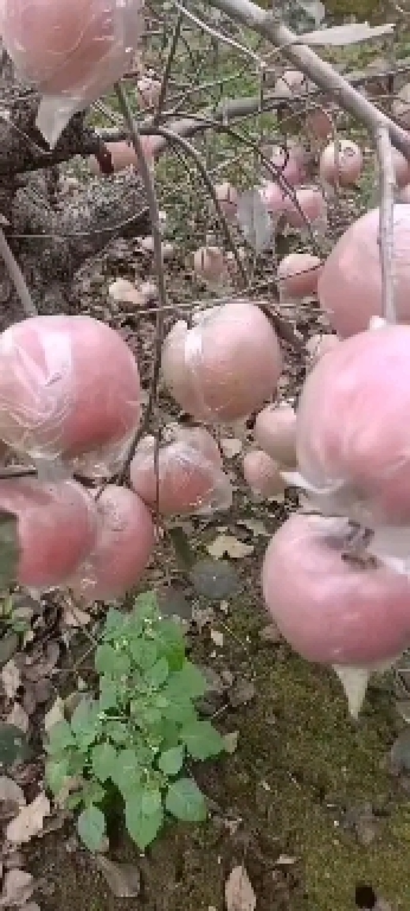 红富士
