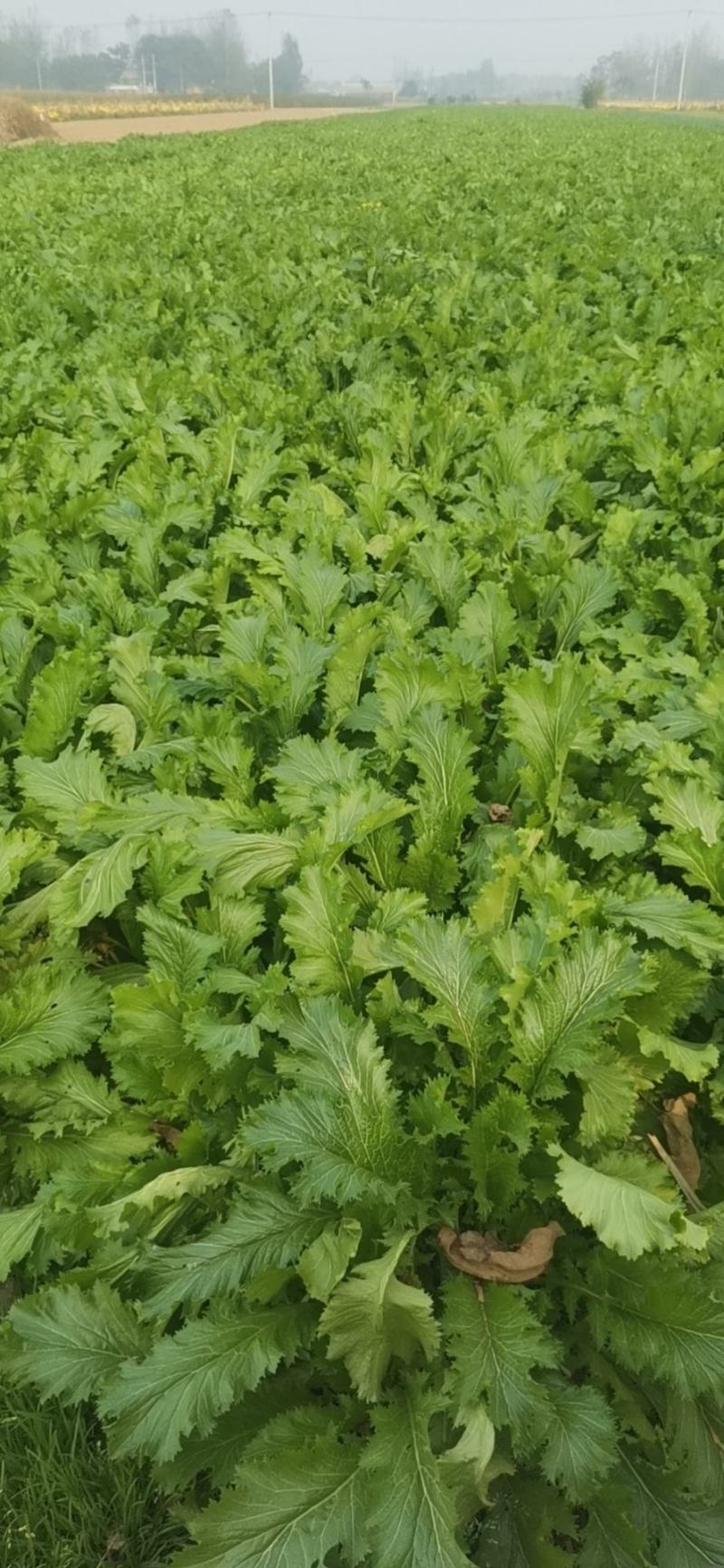 基地种植上市热销雪里蕻，货源足，质量好，价格美。