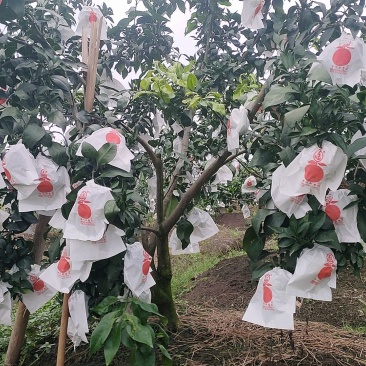 自家果园种植，无催熟，无打蜡，没有中间商赚差价，现摘现货