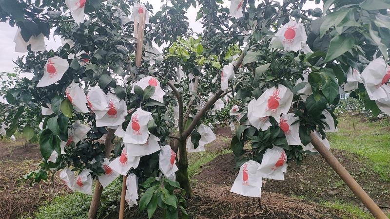 自家果园种植，无催熟，无打蜡，没有中间商赚差价，现摘现货