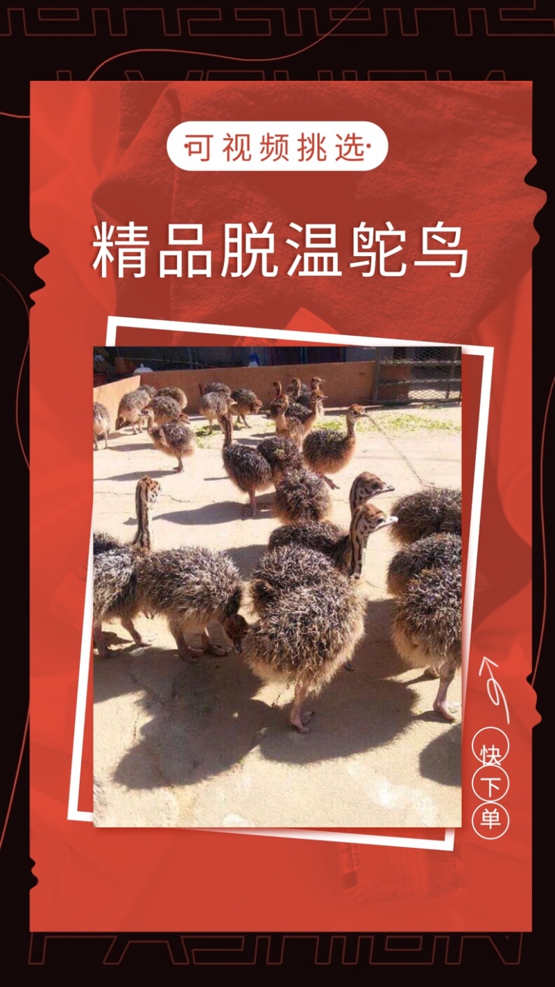 非洲鸵鸟幼崽，脱温鸵鸟苗，成年可达二百斤。