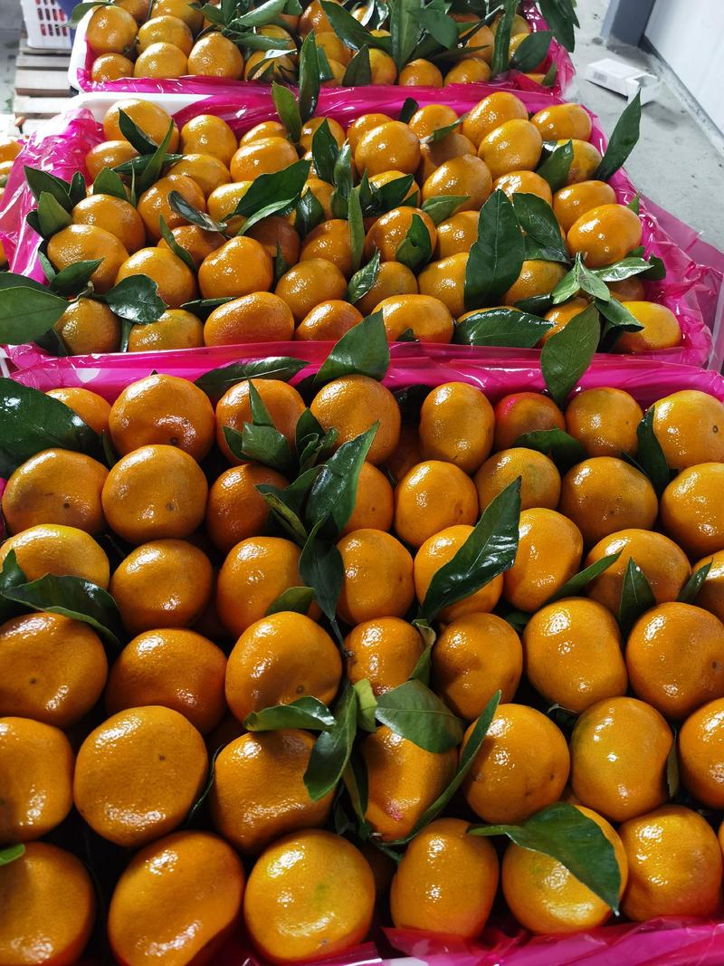 陕西汉中城固高山蜜橘大量上市，果皮细薄，果面靓，酸甜适中