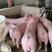 【养猪场】常年供应原种太湖母猪抗病强产仔率高可视频选货