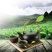 武夷岩茶