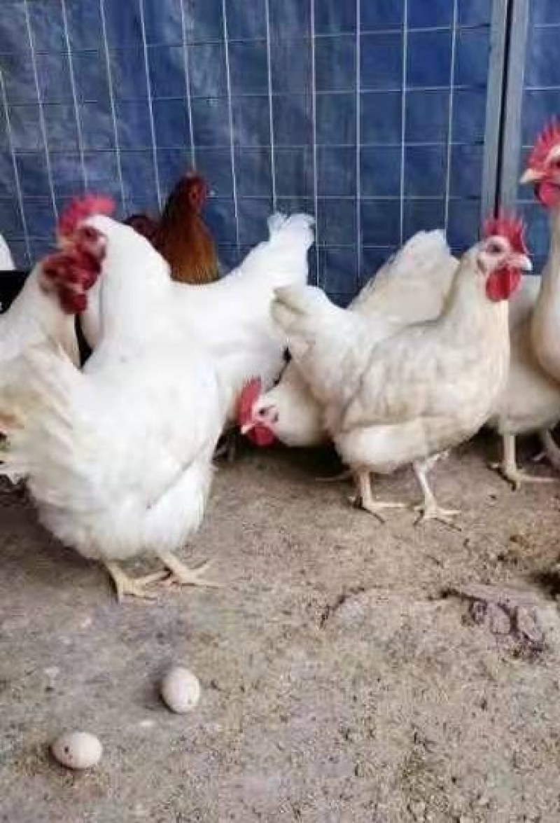 热销白鸡公苗白毛鸡苗白羽毛鸡苗白公鸡肉鸡苗土鸡白毛公鸡苗