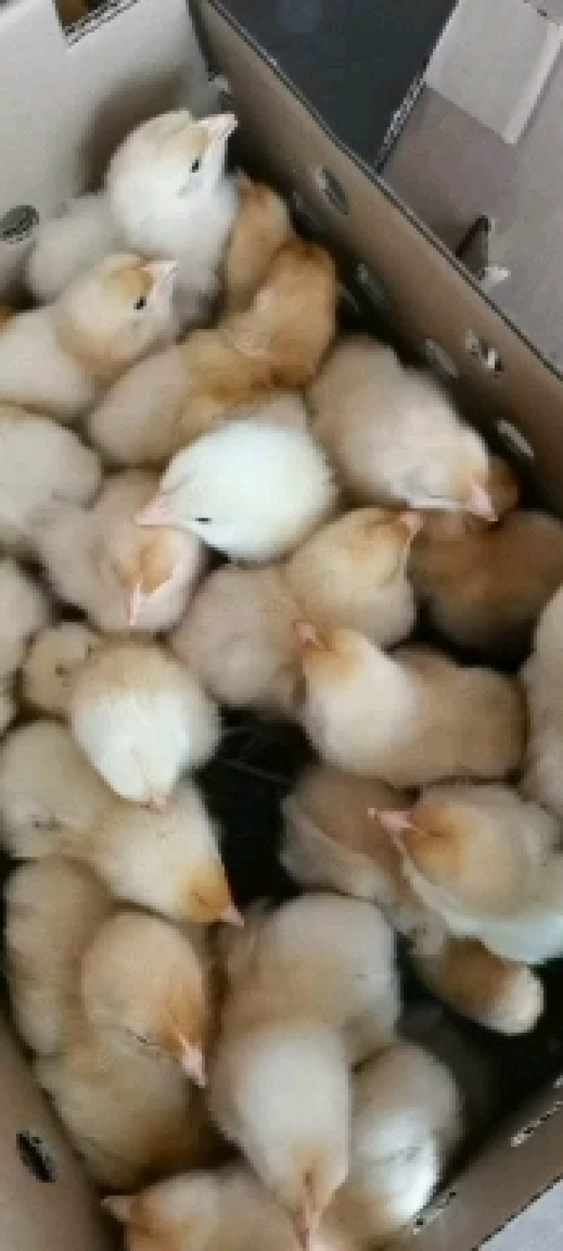 海兰灰蛋鸡苗白色蛋鸡苗白羽蛋鸡苗海兰褐高产粉壳蛋鸡苗