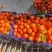 广西沙糖桔【砂糖桔】纯甜、化渣，大量上市可看货订货