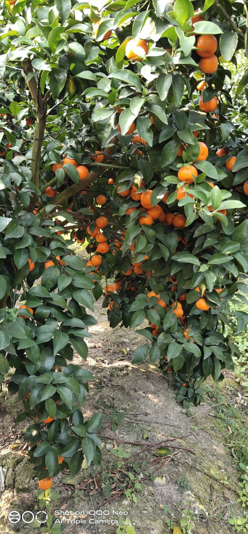 广西沙糖桔【砂糖桔】纯甜、化渣，大量上市可看货订货