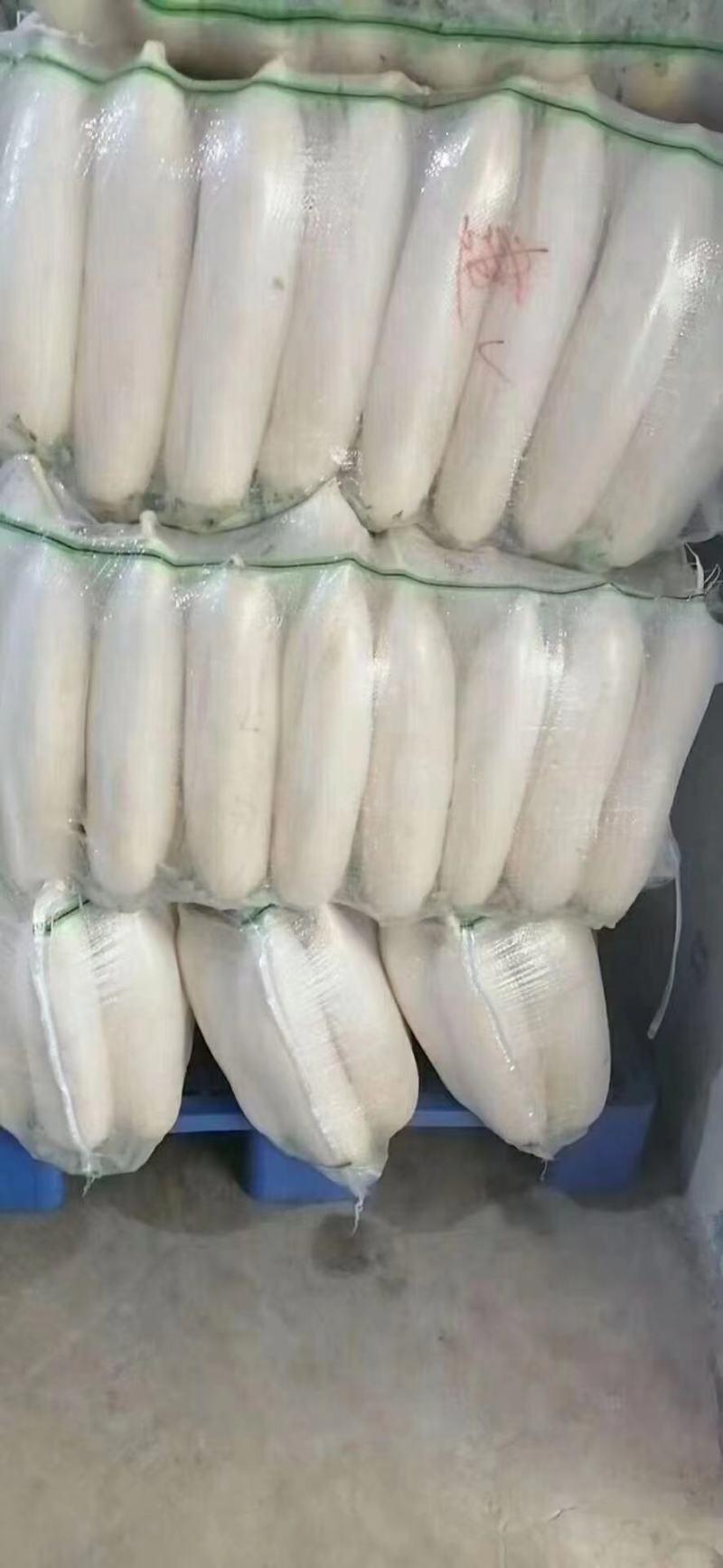 精品白萝卜，大量上市，诚信代办物美价廉。