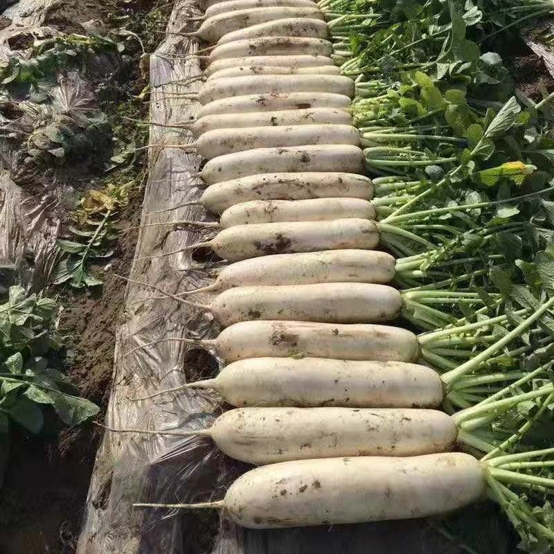 精品白萝卜，大量上市，诚信代办物美价廉。