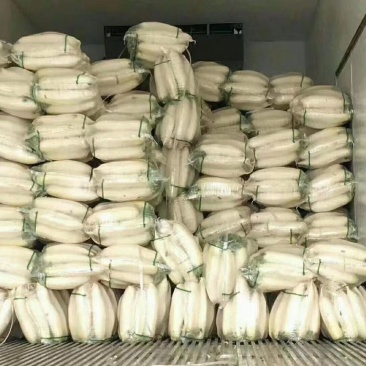 精品白萝卜，大量上市，诚信代办物美价廉。