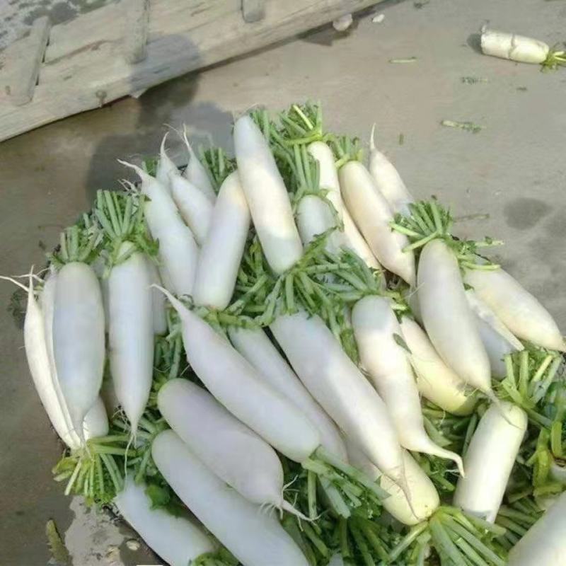精品白萝卜，大量上市，诚信代办物美价廉。