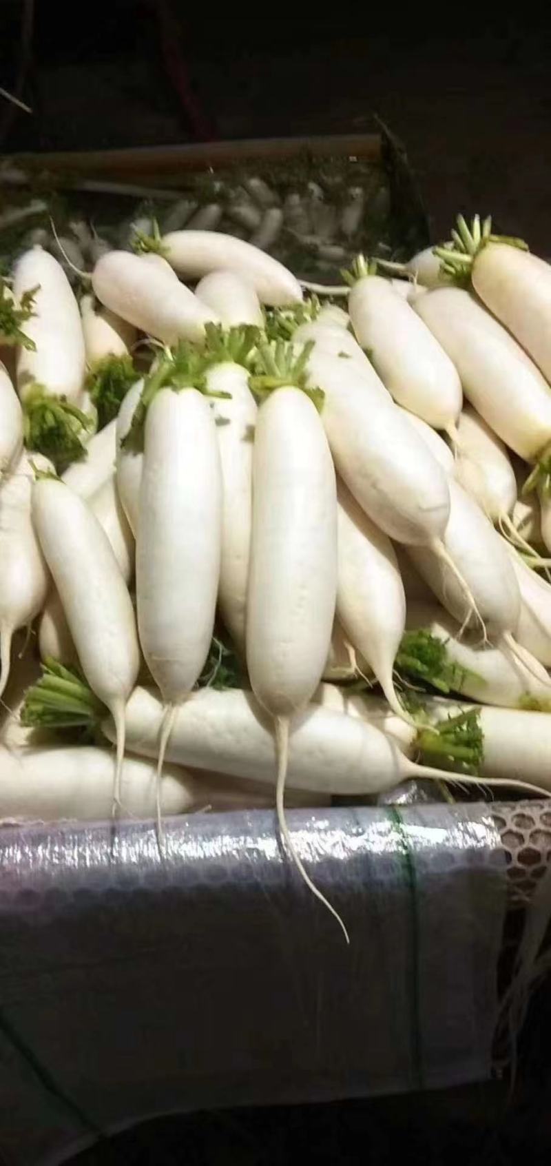精品白萝卜，大量上市，诚信代办物美价廉。