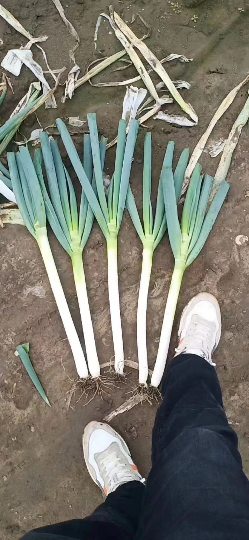 精品铁杆大葱，诚信代办，物美价廉，产地直发。