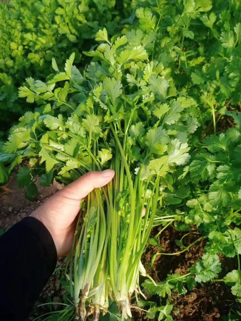 精品香菜，诚信代办，品质保证，物美价廉。