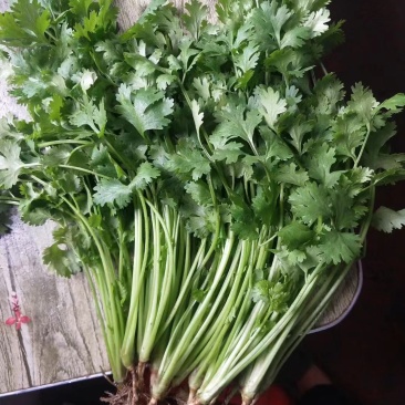 精品香菜，诚信代办，品质保证，物美价廉。