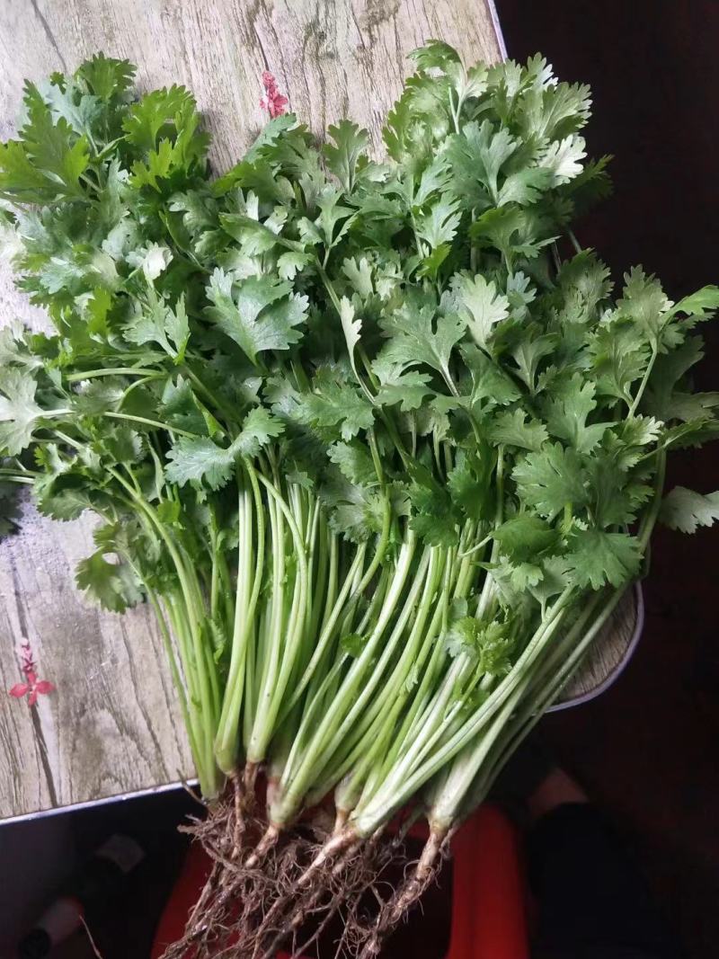 精品香菜，诚信代办，品质保证，物美价廉。