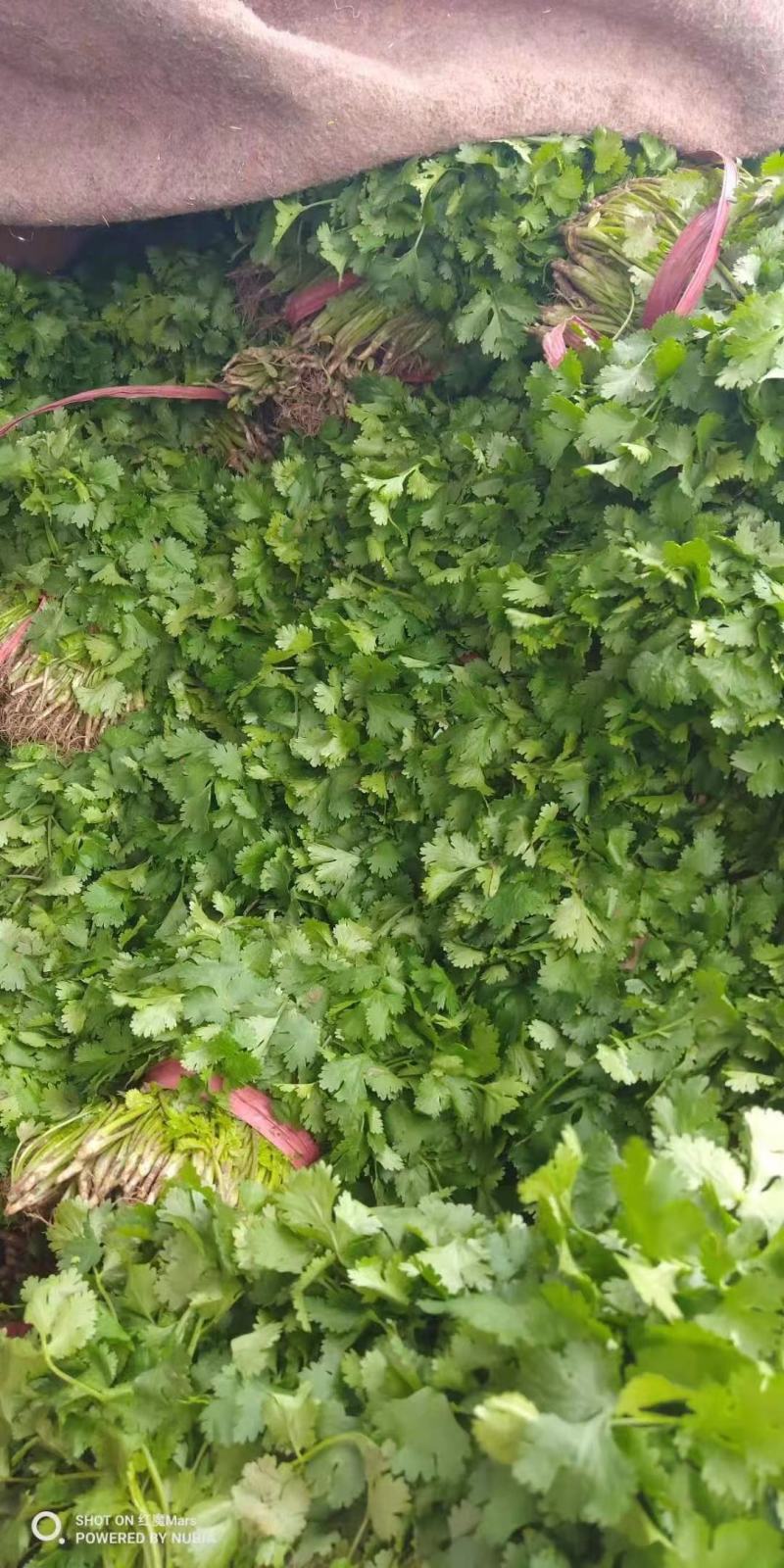 精品香菜，诚信代办，品质保证，物美价廉。