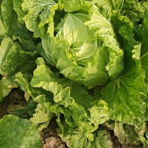 小包白菜10亩地