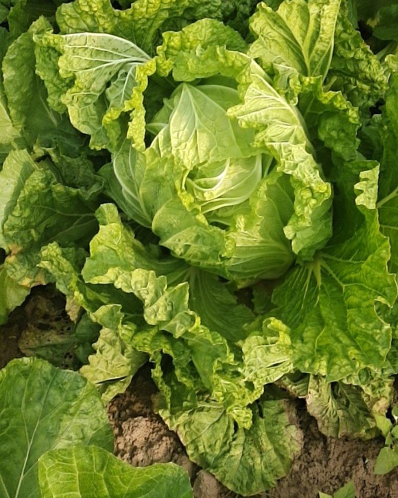 小包白菜10亩地