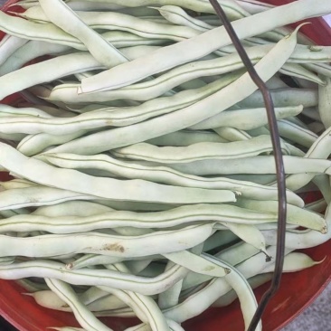 精品白豆，品质保证，物美价廉，诚信代办。