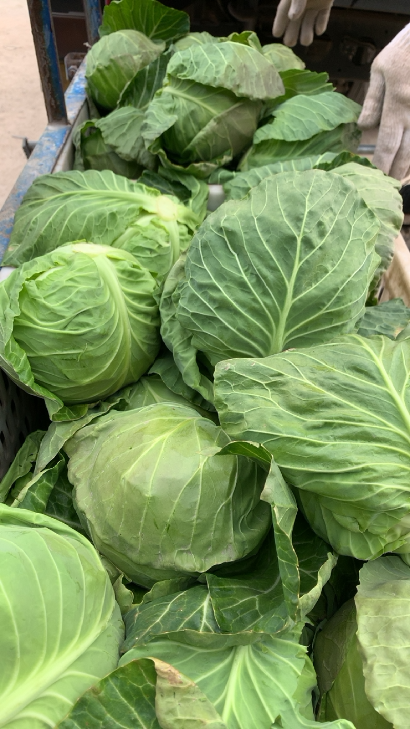 甘蓝旺旺，斯特凡，脆菜大量上，需要联系
