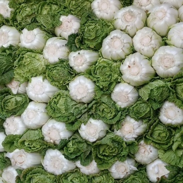 黄心白菜三号白菜大量现货