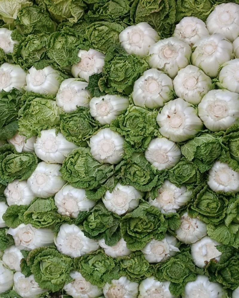 黄心白菜三号白菜大量现货